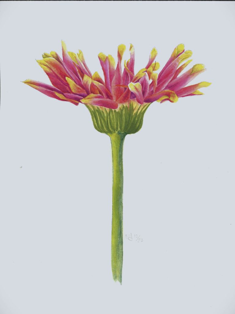 Echinacea